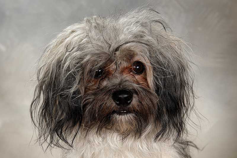 Hunde Porträt aus Studioserie - Fotostudio Schreiner